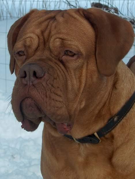 Dogue de bordeaux Thaliyah - R.I.P. min tøs - Thaliyah 3 år gammel billede 6