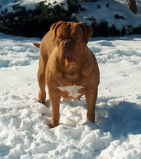 Dogue de bordeaux Thaliyah - R.I.P. min tøs - Thaliyah 4 år gammel i hendes rette element. Hun elsker sne :o) billede 7
