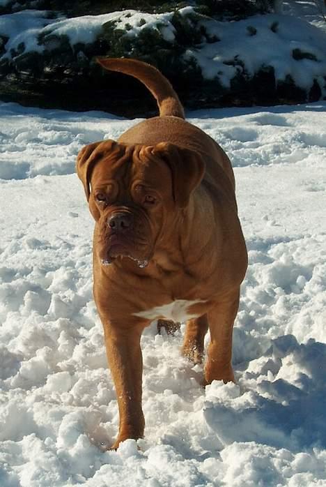 Dogue de bordeaux Thaliyah - R.I.P. min tøs - Thaliyah 4 år gammel billede 8
