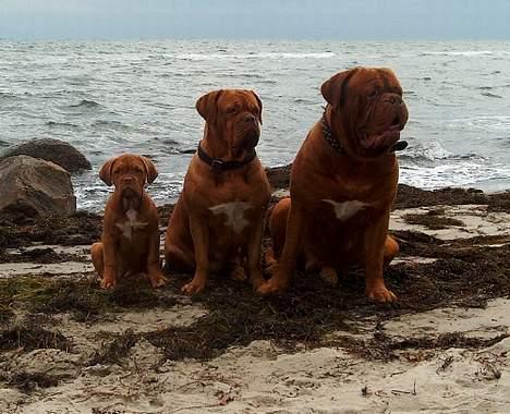 Dogue de bordeaux Thaliyah - R.I.P. min tøs - Fra højre: Meeko, Thaliyah & lille Ziljah billede 11