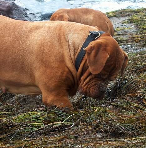 Dogue de bordeaux Thaliyah - R.I.P. min tøs - Jeg VIL finde det der er dernede gemt i tangen.... billede 12