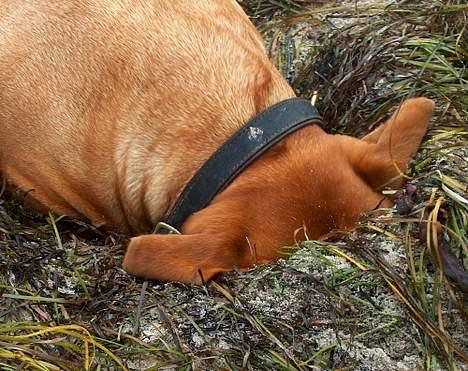 Dogue de bordeaux Thaliyah - R.I.P. min tøs - Hmm...hallllo - hvad ER det?? Vi fandt aldrig ud af det :o) billede 13