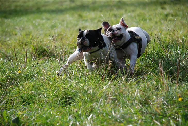 Fransk bulldog Gilbert - Fuld fart på:-) billede 16