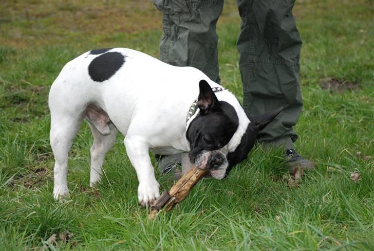 Fransk bulldog Gilbert - Smager fantastisk den gren.. billede 17
