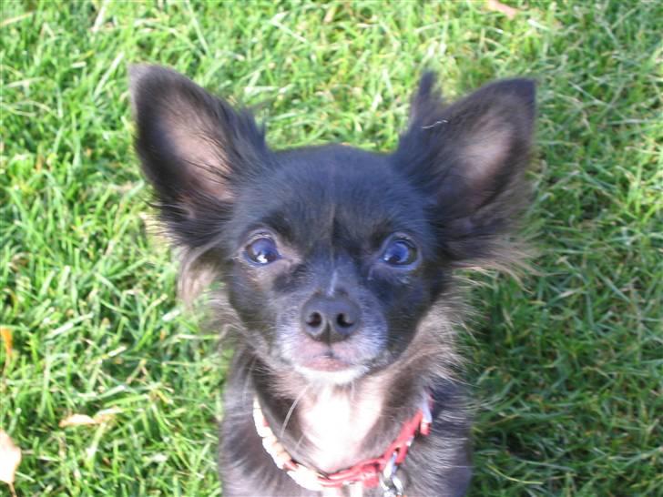 Chihuahua Malou billede 1