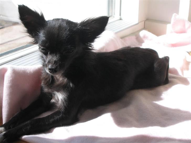 Chihuahua Malou billede 2