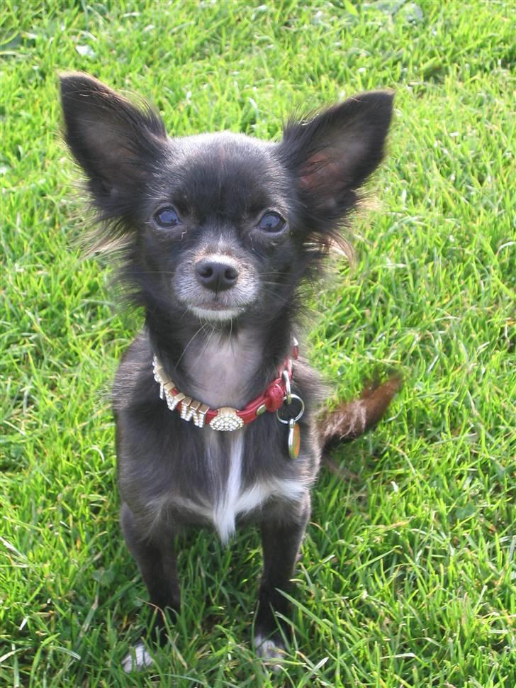 Chihuahua Malou billede 3