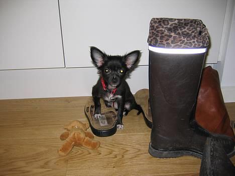 Chihuahua Malou billede 4