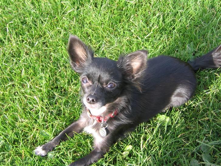 Chihuahua Malou billede 5