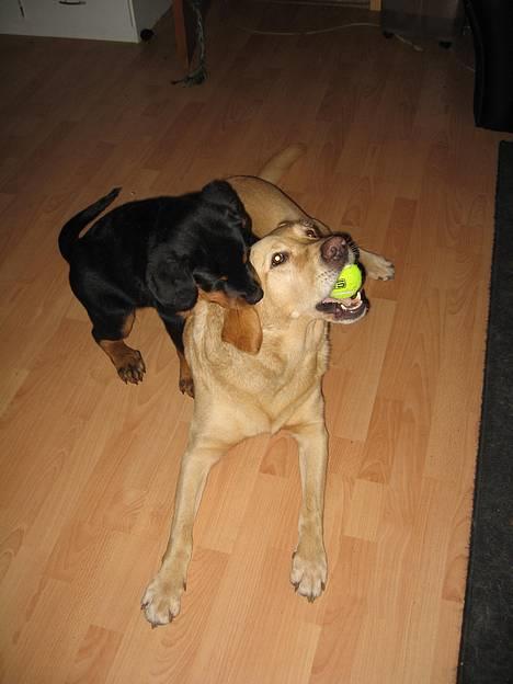 Rottweiler Manson *11/2-2009* billede 15