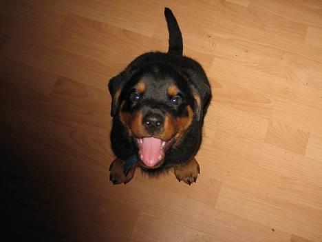 Rottweiler Manson *11/2-2009* billede 16