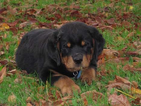 Rottweiler Manson *11/2-2009* billede 17
