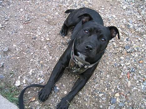 Staffordshire bull terrier Amagerstaff Sille - Sille 7 mdr billede 7