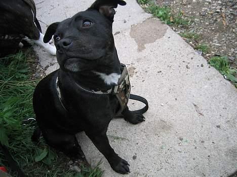 Staffordshire bull terrier Amagerstaff Sille - Sille 7 mdr billede 8