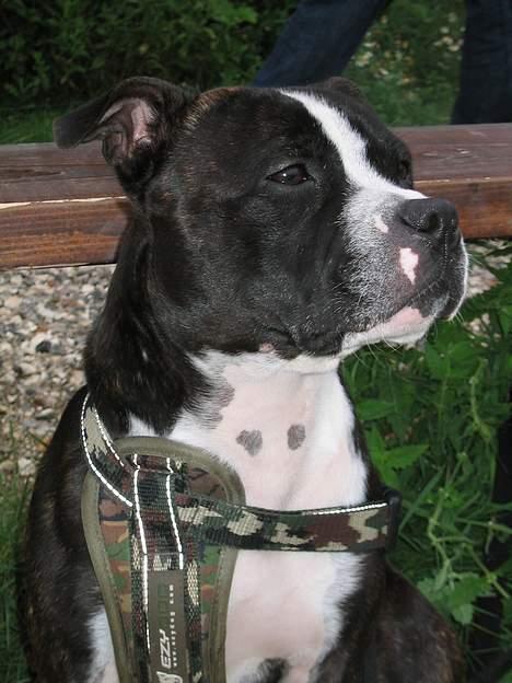 Staffordshire bull terrier Roxystaff Tyson - Tyson 2 år og 1 md billede 13