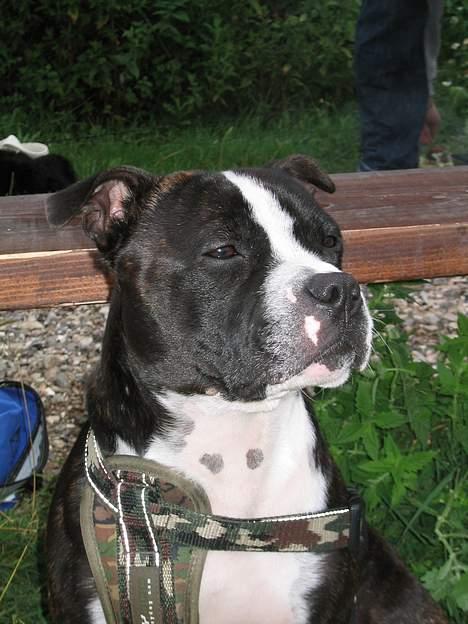 Staffordshire bull terrier Roxystaff Tyson - Tyson 2 år og 1 md billede 14