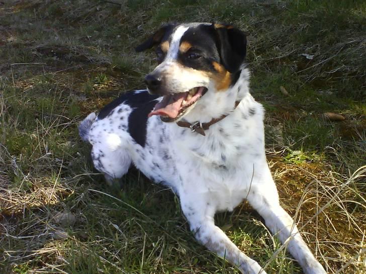 Dansk svensk gaardhund Lucky - Lucky billede 1