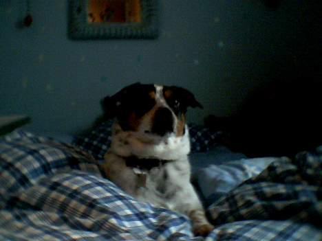 Dansk svensk gaardhund Lucky - Lige stået op, Total morgenfrisk ;) billede 2