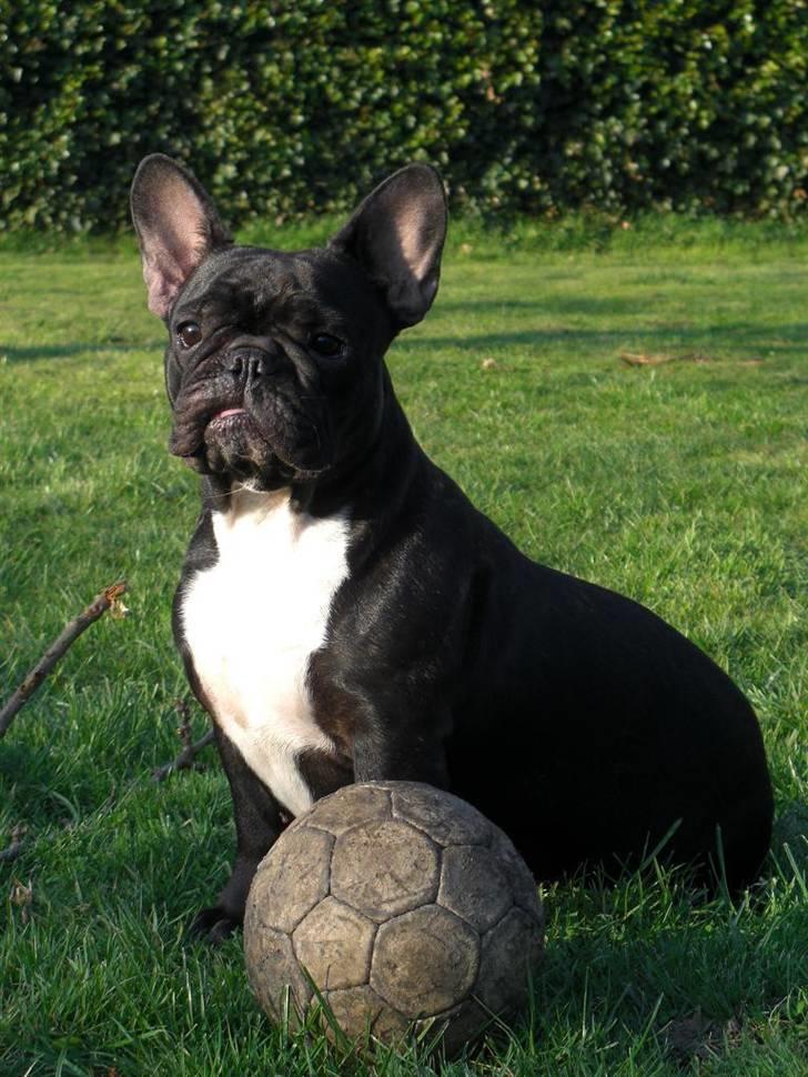 Fransk bulldog Coco - Smukke Coco leger i haven med den MEGET slidte fodbold.. ;) billede 1