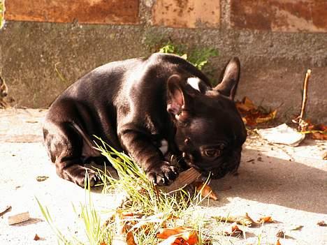 Fransk bulldog Coco - ... Vores fine lille mus i haven ... billede 2