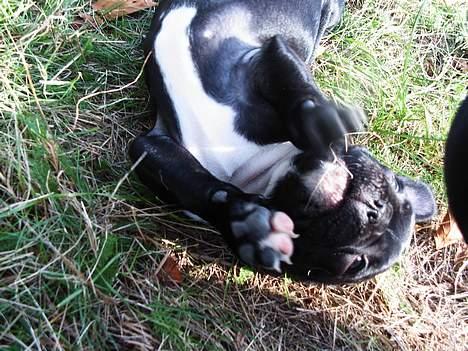 Fransk bulldog Coco - Mors lille prinsesse.. ;) billede 3