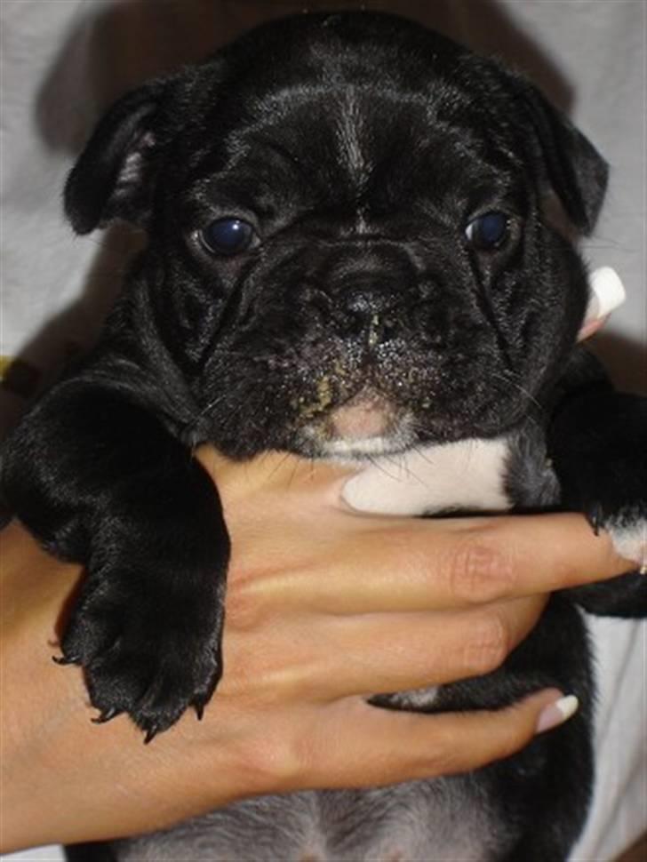 Fransk bulldog Coco - Madhovedet Coco - 5 uger.. Og den allerstørste i kuldet.. billede 4