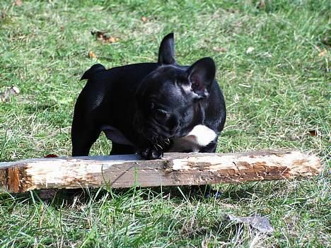 Fransk bulldog Coco - Arrrh, elsker bare at tygge i den STORE pæl.. :D billede 5