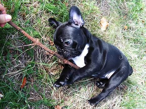 Fransk bulldog Coco - Leger med mor i haven... :D billede 6