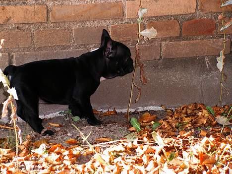 Fransk bulldog Coco - Uhhh, der er en masse FARLIGE ting i den STOOOORE have.. billede 7