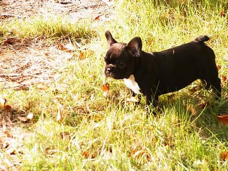Fransk bulldog Coco - På opdagelse i haven... billede 8