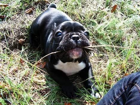 Fransk bulldog Coco - Rrrrrh, kom an mor..  billede 9