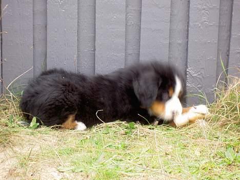 Berner sennenhund Ludvig billede 19