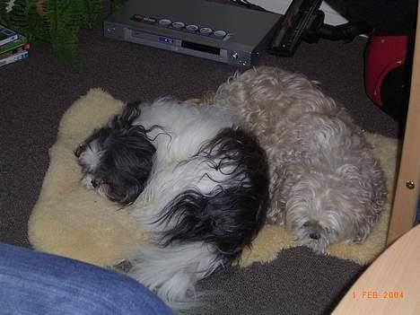 Shih tzu Fjante (død) - Her ligger jeg så igen med min bedste ven Futte :-) billede 9