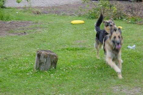 Schæferhund Mille R.I.P :'( Død - Mille og min søsters gamle hund leger. . .Lotus min søsters hund er død :´(  billede 18