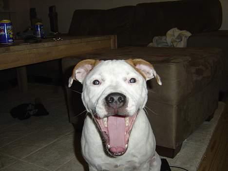 Staffordshire bull terrier Loke - HAHAAAHAAHA! billede 14