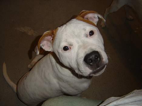 Staffordshire bull terrier Loke billede 15