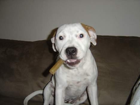 Staffordshire bull terrier Loke billede 16