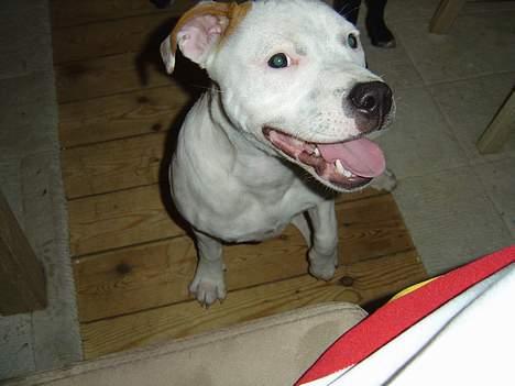 Staffordshire bull terrier Loke billede 17