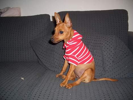 Dvaergpinscher Kate<3 12 maj billede 18