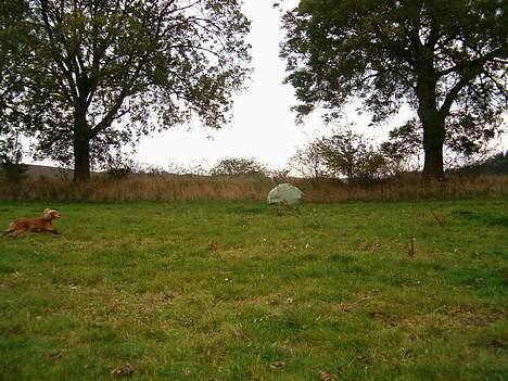 Cocker spaniel Nolde billede 1