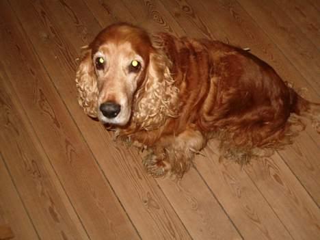 Cocker spaniel Nolde - Han kan lave de største hundeøjne! ;p  billede 2
