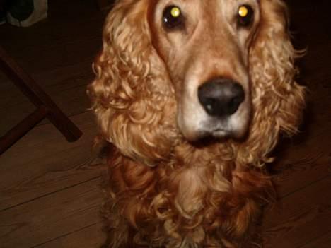 Cocker spaniel Nolde billede 3