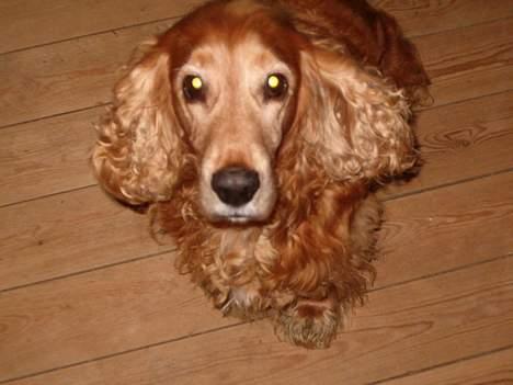 Cocker spaniel Nolde billede 4