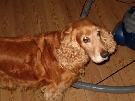 Cocker spaniel Nolde billede 5