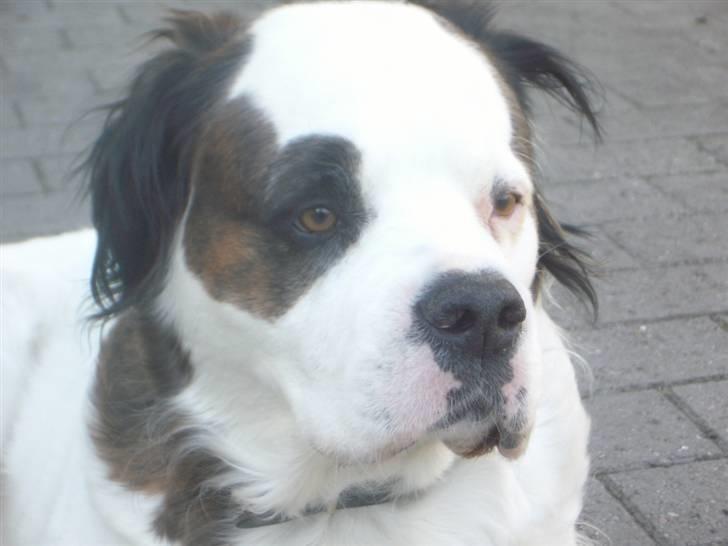 Blanding af racer Asja, R. I. P - Smuksak ......... Det  Er Mig......... billede 1