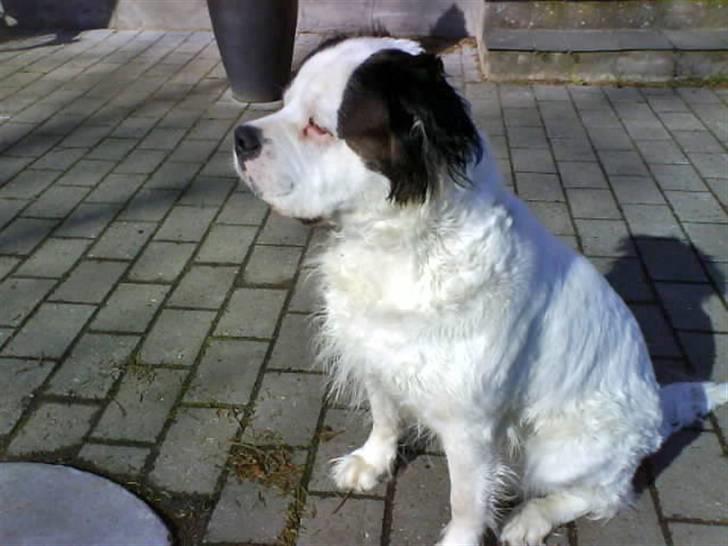 Blanding af racer Asja, R. I. P - Vaaa venter vi på............ billede 2