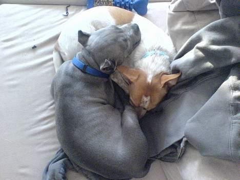 Amerikansk staffordshire terrier Chico - Bedste venner?!  ;) billede 4