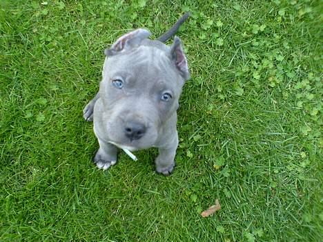 Amerikansk staffordshire terrier Chico - "Halloooo, se mig?!"  billede 5