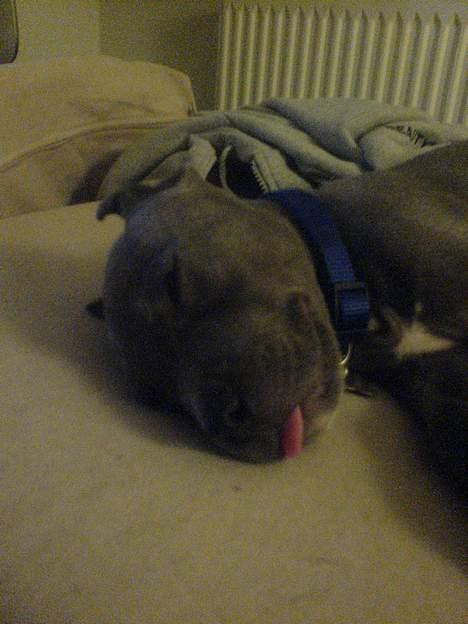 Amerikansk staffordshire terrier Chico - Sådan ligger han når han sover dybt.. he he billede 6