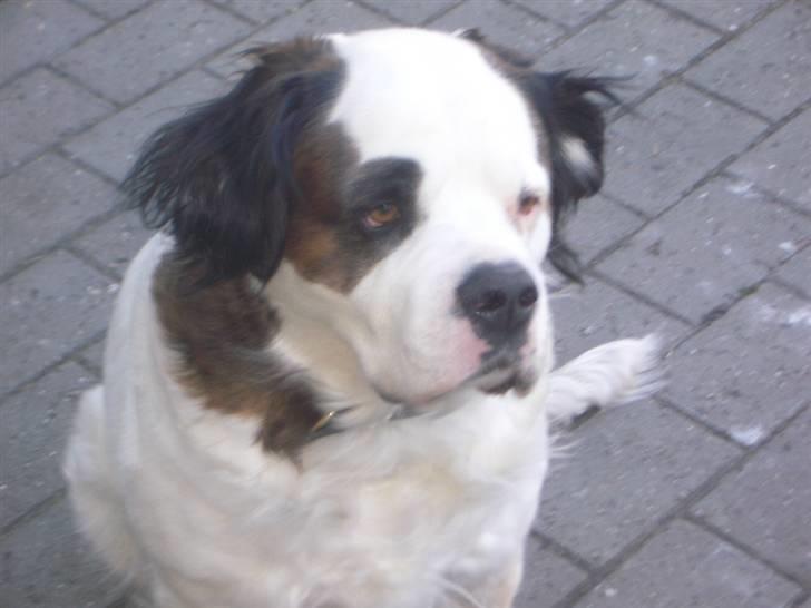 Blanding af racer Asja, R. I. P - Jaaa... dejlig det er jeg billede 3